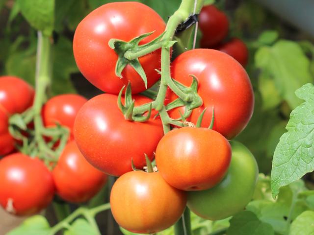 Ekološka zelenjava Ljubljana