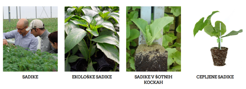 Ekološke sadike Ljubljana