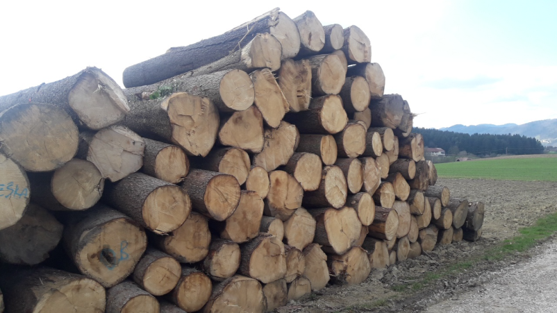 Prodaja in odkup lesa Ljubljana