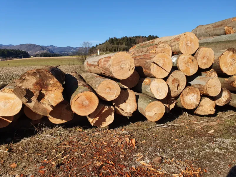 Prodaja in odkup lesa Osrednja Slovenija