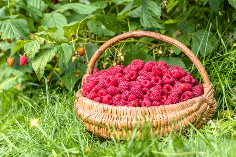 Prodaja malin Štajerska
