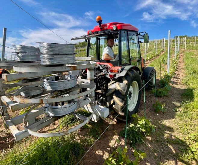 Sadike cepljenke za vinograd Posavje