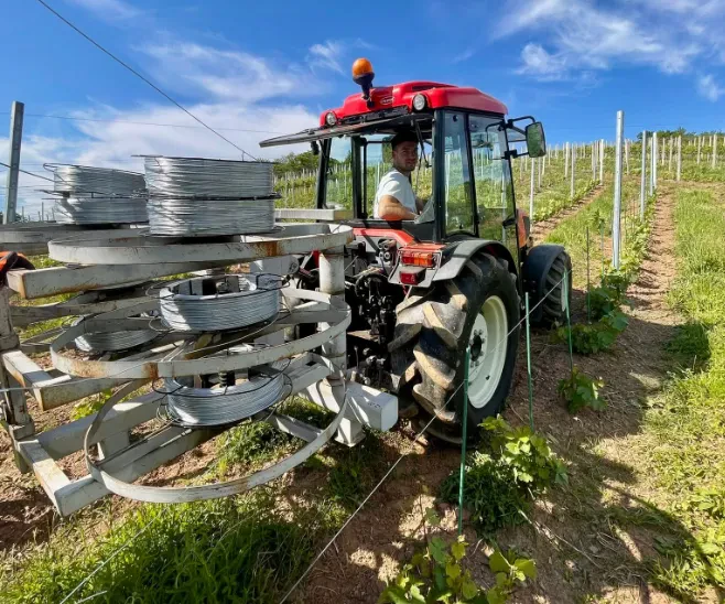 Sadike cepljenke za vinograd Posavje