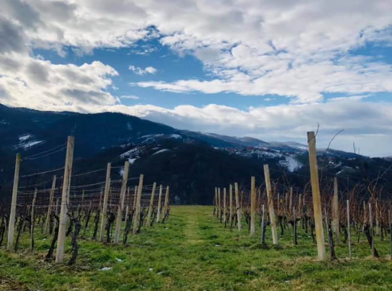 Ugodne sadike trsnih cepljenk