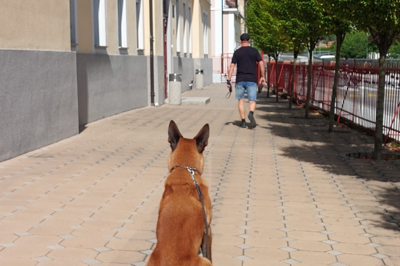 Vzgoja psov cena Trbovlje, Zasavje