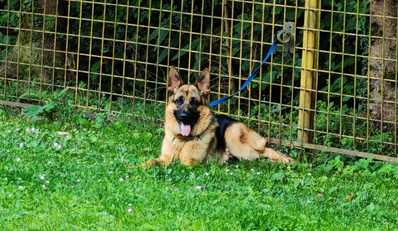 Vzgoja mladičkov Trbovlje, Zasavje