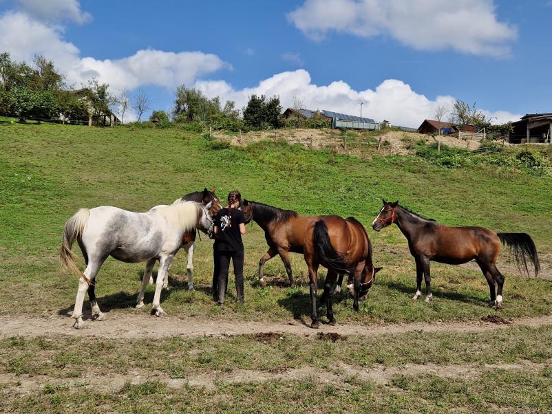 Športno in tekmovalno jahanje Ljubljana