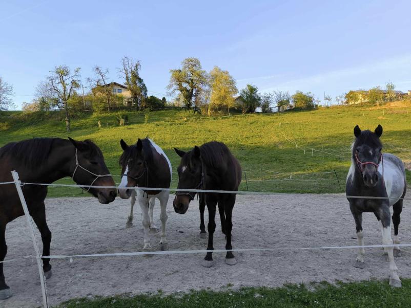 Ljubiteljsko jahanje konj Zasavje