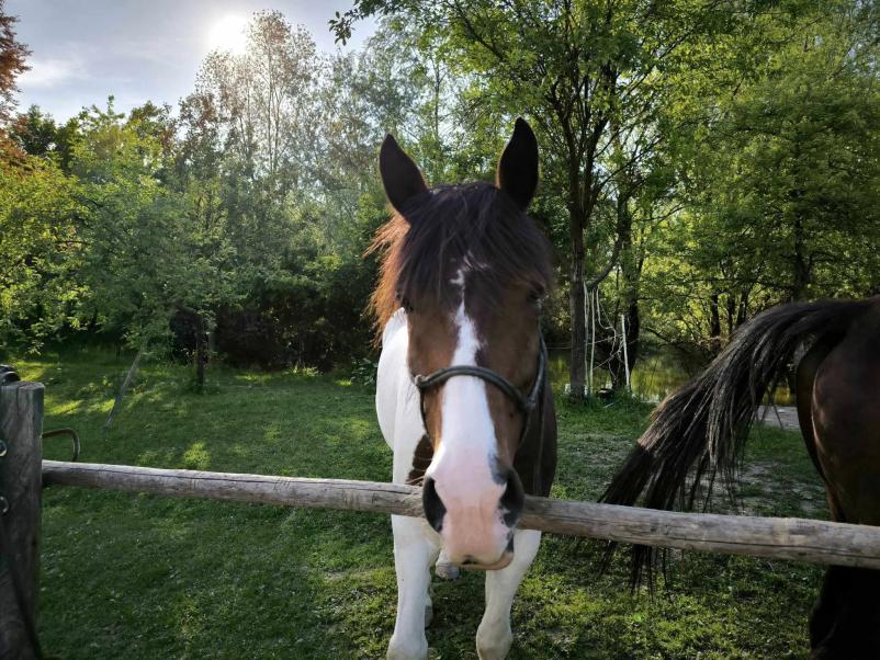 Tekmovalna in ljubiteljska ježa Zasavje