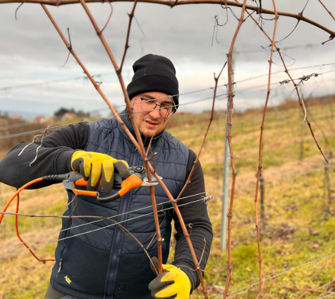 Ponudba trsnih cepljenk Posavje