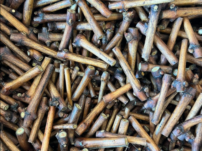 Trtne cepljenke Posavje