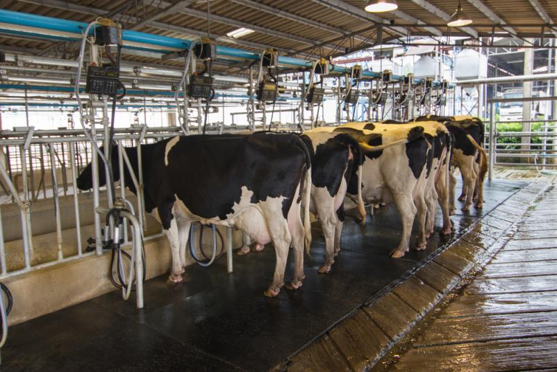 Kvalitetni molzni stroji Slovenija