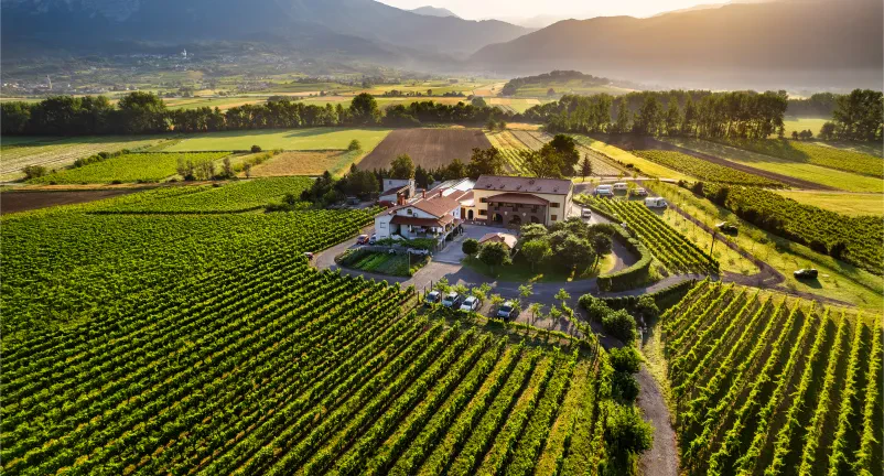 Vrhunska vina s kmečkega vinograda Goriška