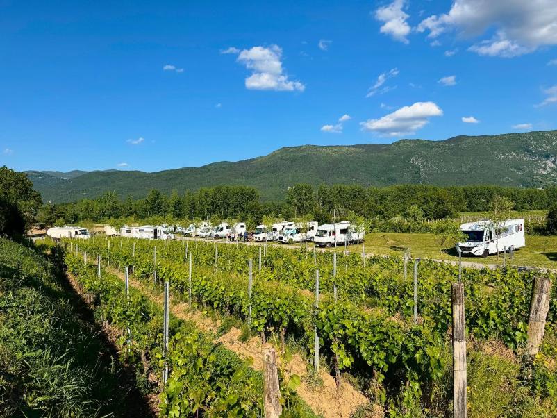 Vinograd na kmetiji Vipavska dolina