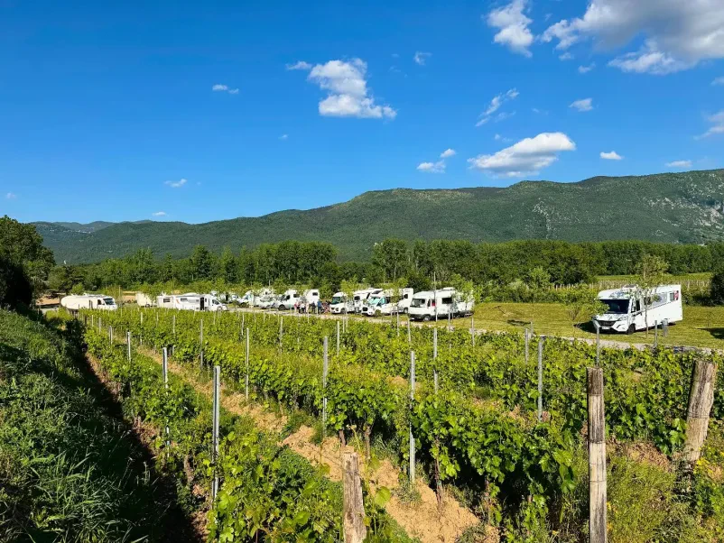 Vinograd na kmetiji Vipavska dolina