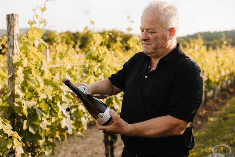 Vrhunska vipavska vina Goriška