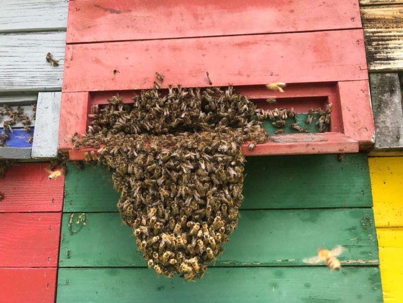 Cvetni prah z rastlin Ljubljana