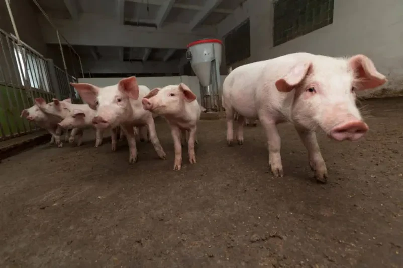 Za dežurnega veterinarja v Cerknici se obrnite na Veterino Cerknica!