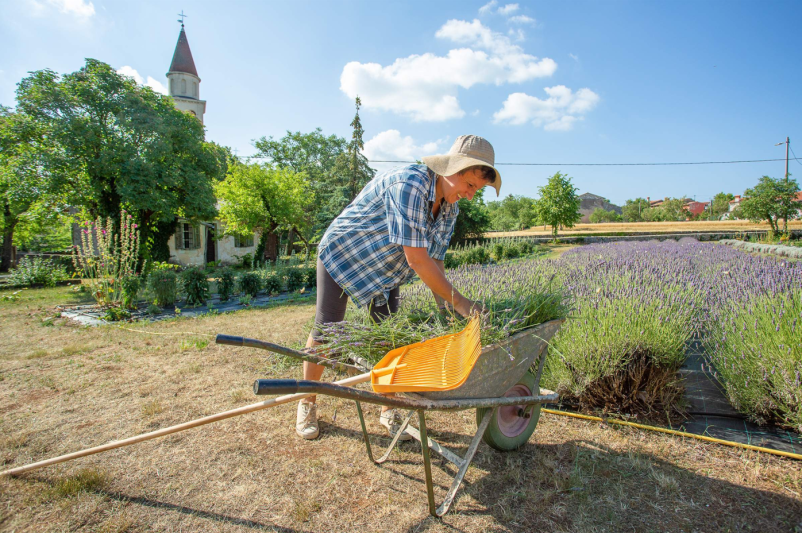 Center za naravno zdravljenje z zelišči Slovenija