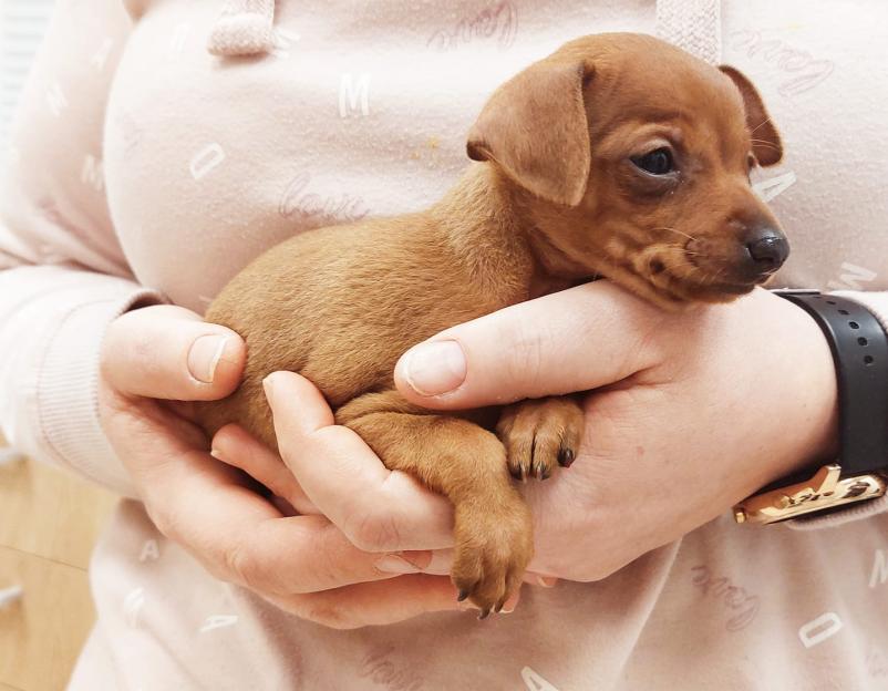 Dober veterinar Goriška in Kras