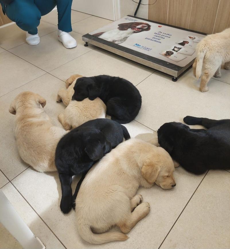 Veterinarska ambulanta Kras