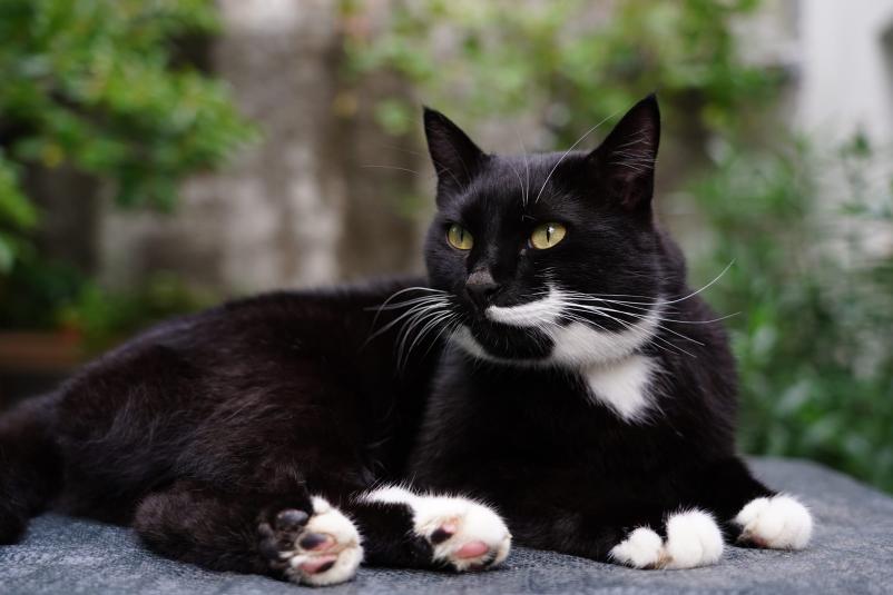 Dobra veterinarska ambulanta Goriška in Kras