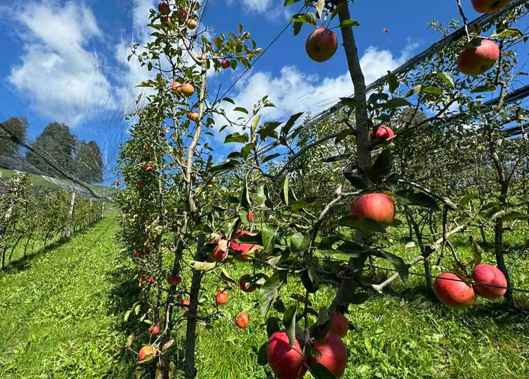 Ekološka jabolka Žiri