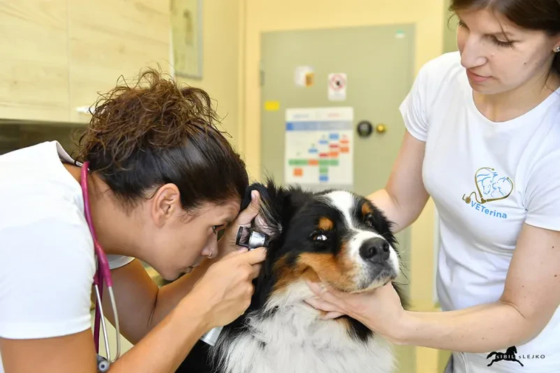Dobra veterinarska ambulanta v Novi Gorici