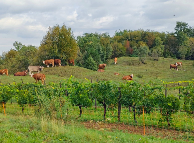 Turistična kmetija Komen