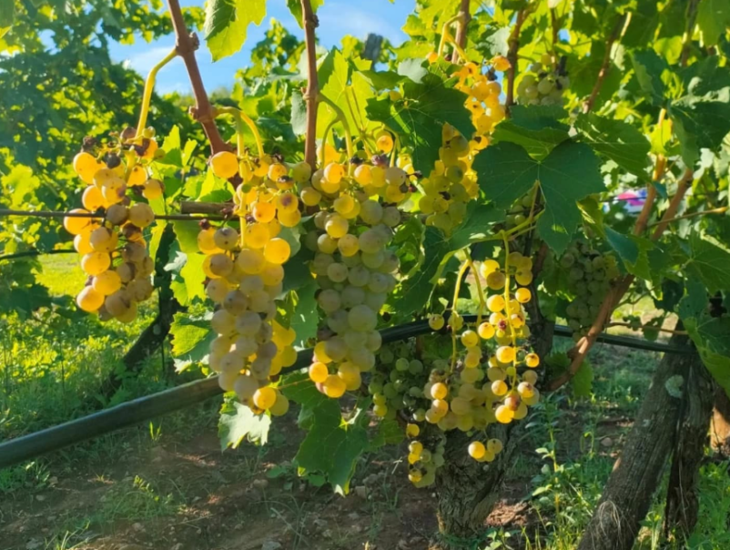 Obisk turistične kmetije Komen