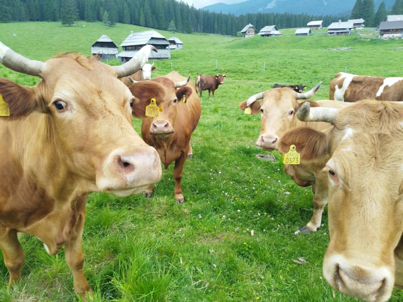 Domača sirarna Bohinj, Gorenjska