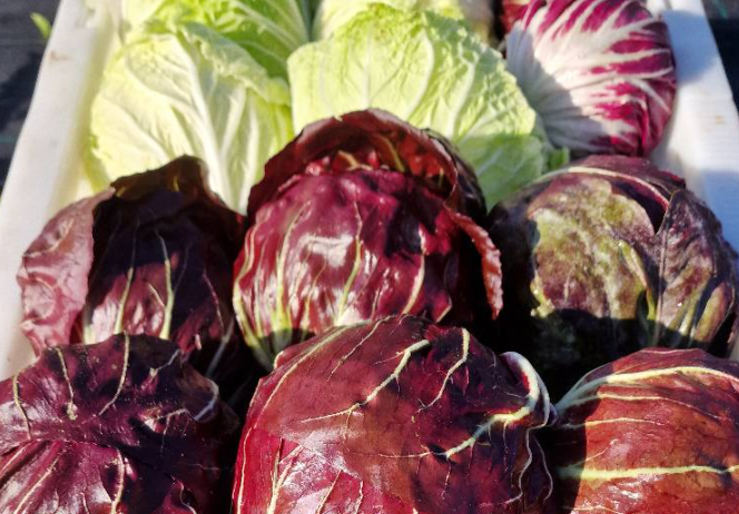 Eko zelenjava Koroška