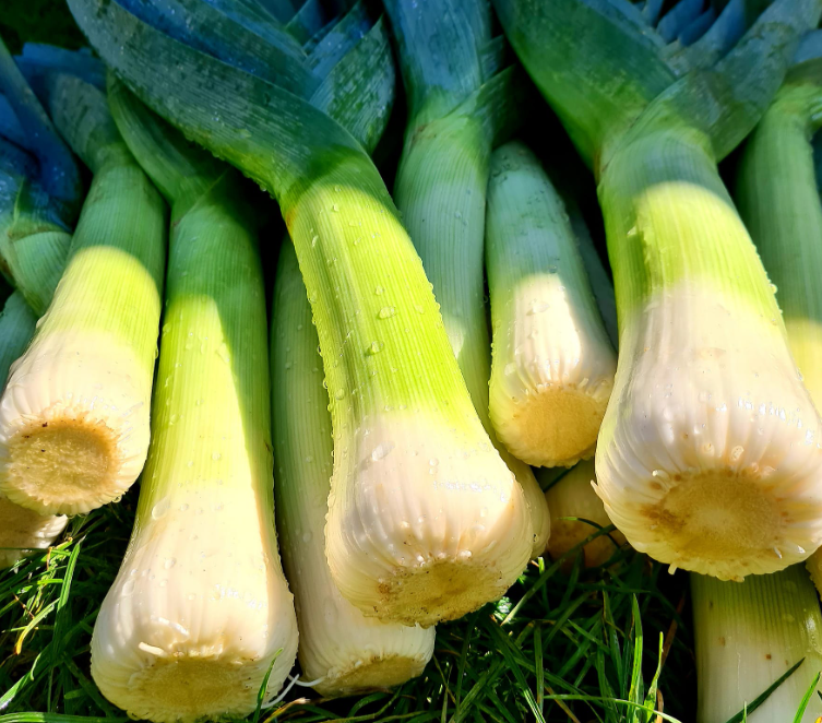 Zelenjava z ekološke kmetije Koroška