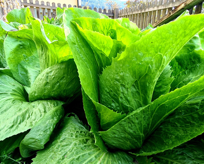 Ekološka solata Koroška