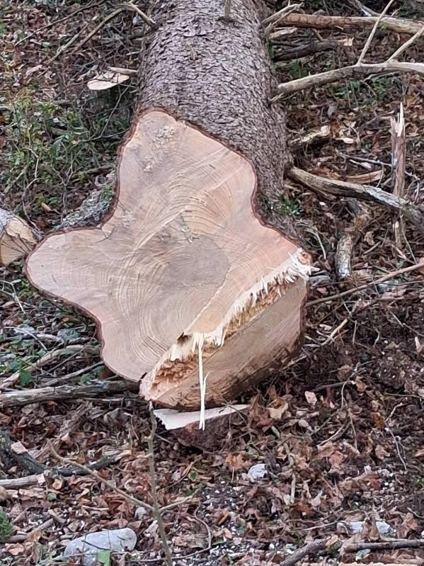 Sečnja, spravilo, odvoz lesa 