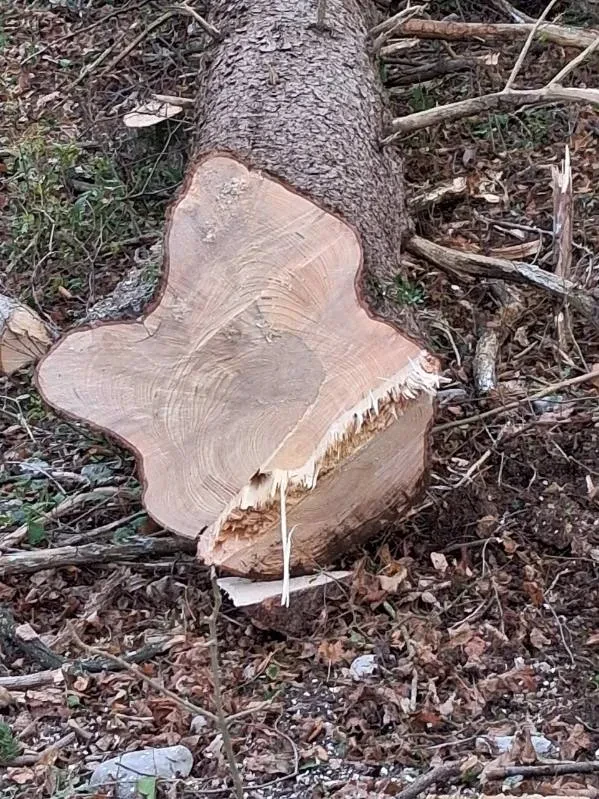 Sečnja, spravilo, odvoz lesa 