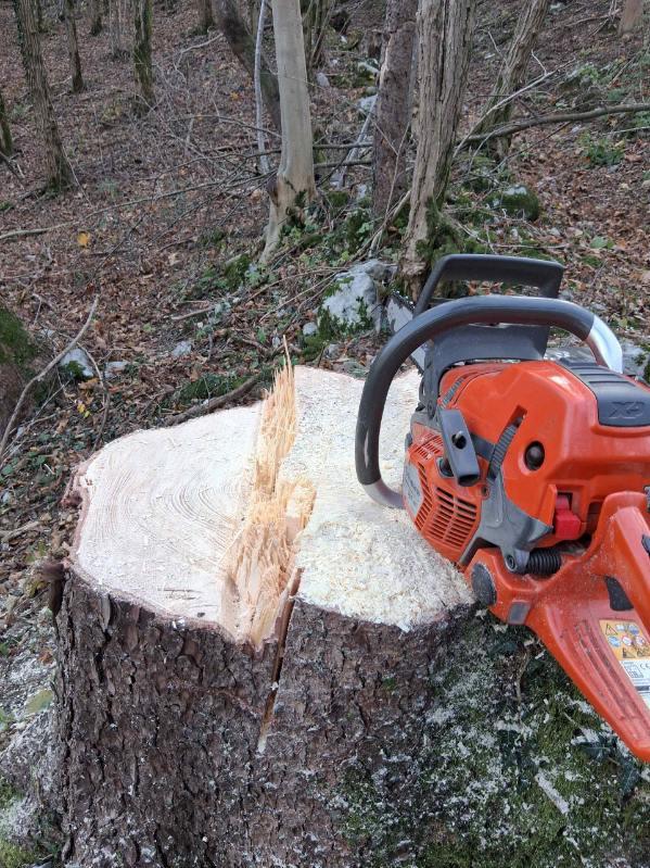 Kdaj posekati drevo za drva?