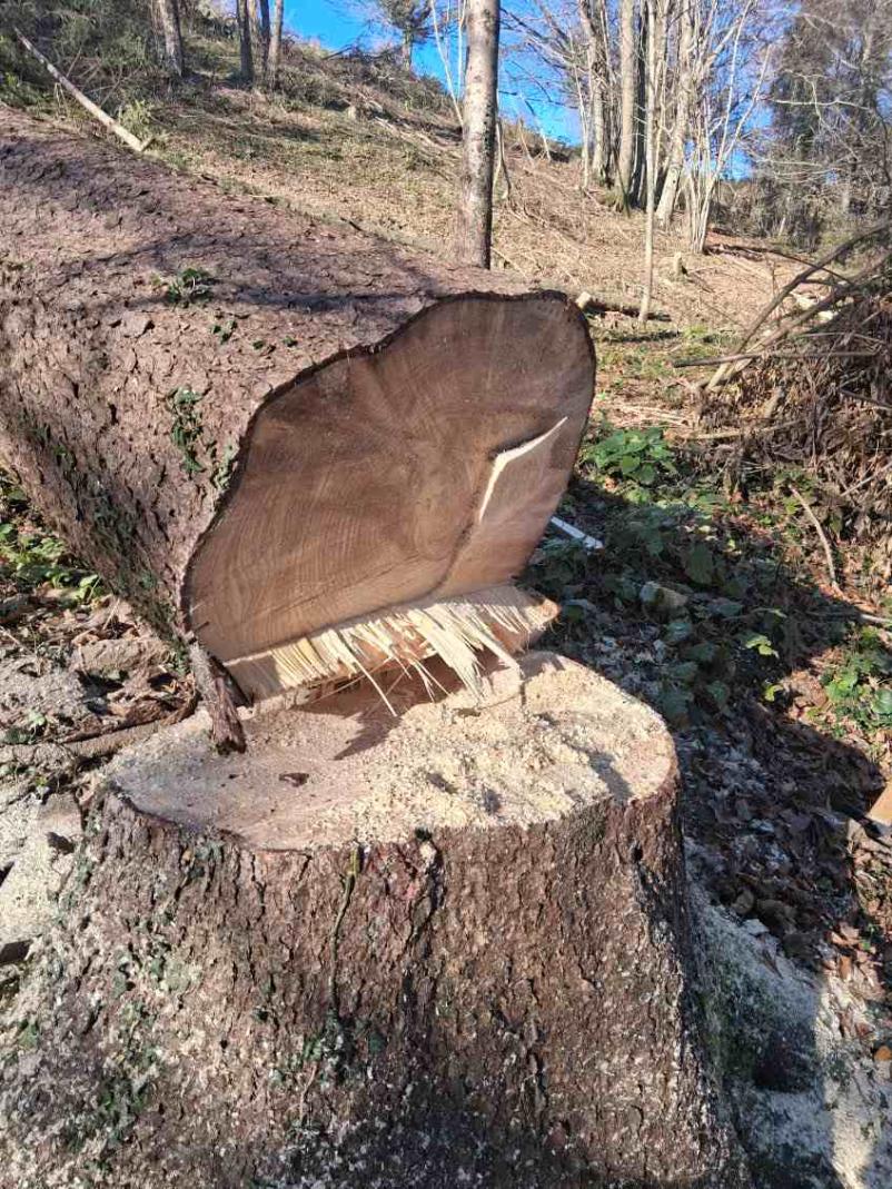 Kvalitetne gozdarske storitve Tolmin, Primorska