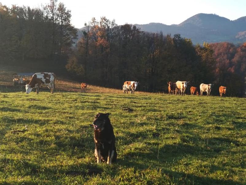 Ekološka kmetija Dobje, Savinjska