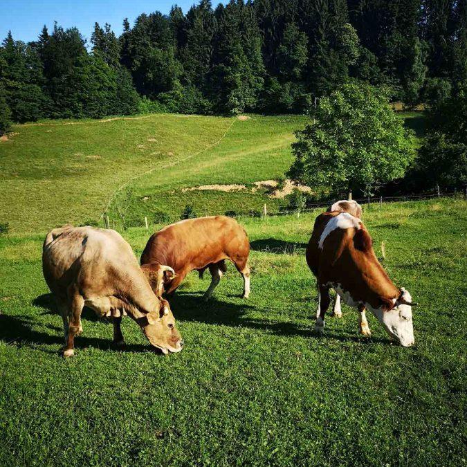 Zakol živine Velike Lašče