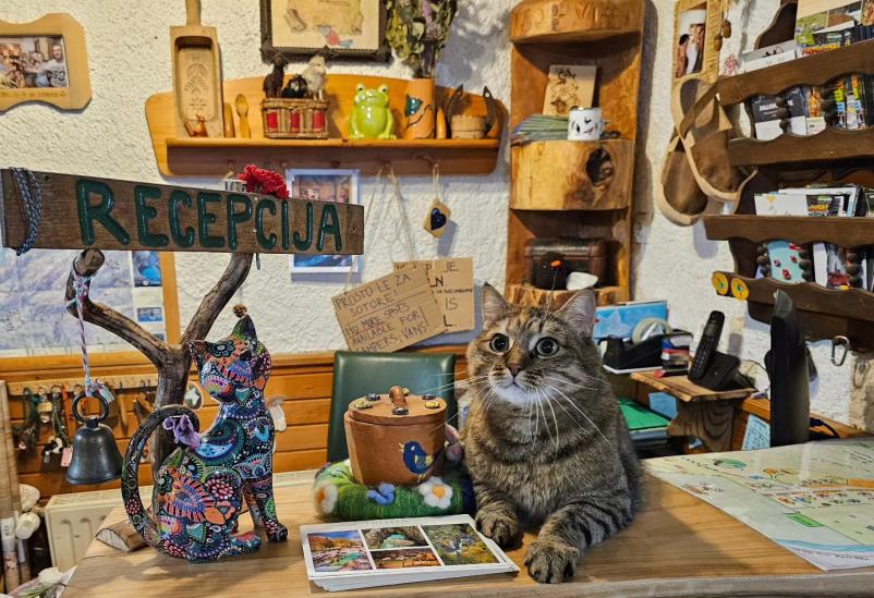 Sir iz ovčjega mleka Goriška