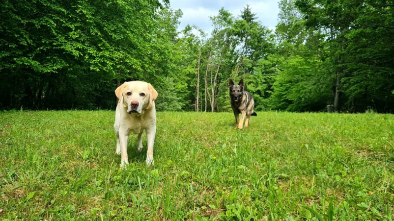 Vzgoja psov Grosuplje