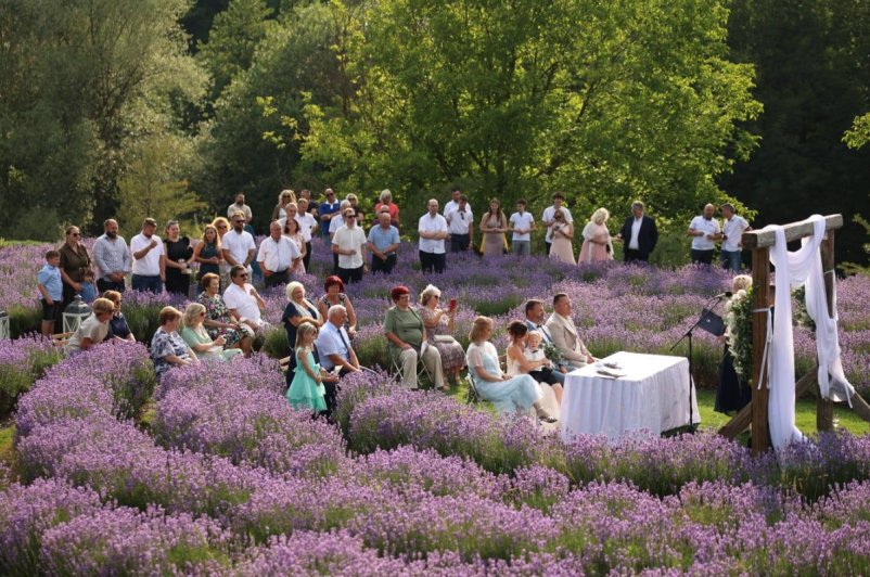 Prostor za poroko med nasadi sivke Maribor