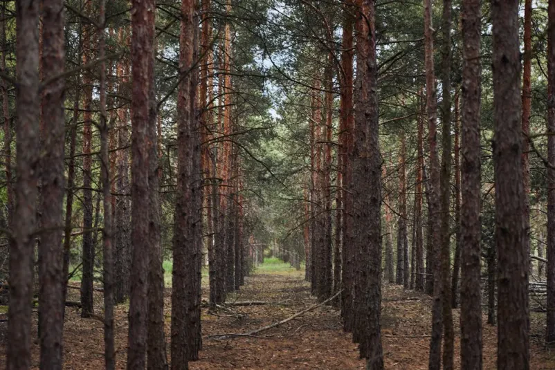 Posek in spravilo lesa Grosuplje, Dolenjska
