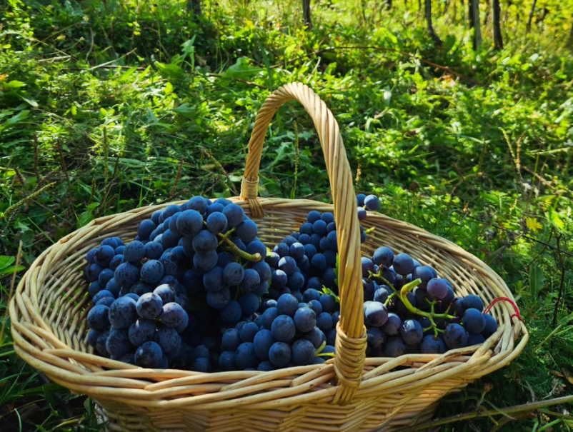 Najem vinske kleti Studenec