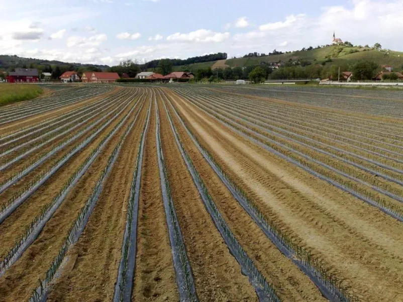 Cepljenke za vinograd Slovenija