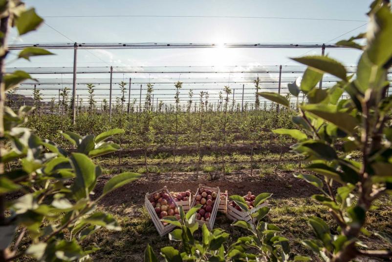 Trgovina z jabolki na debelo Slovenija