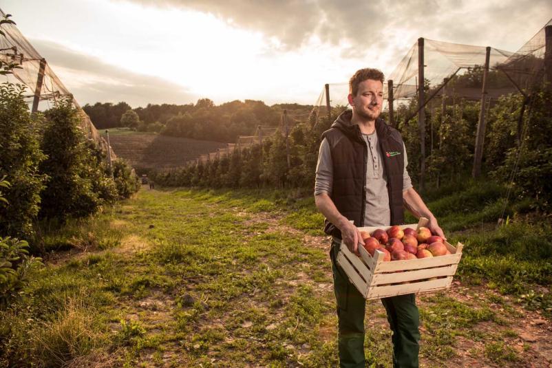 Distribucija svežih, domačih jabolk Slovenija