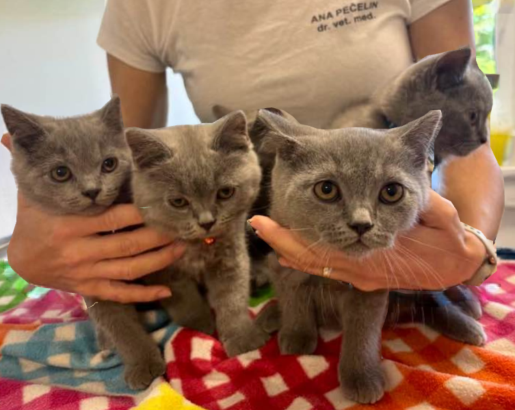 Veterinar Murska Sobota 