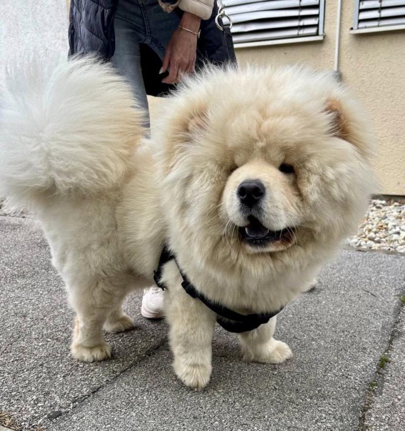 Veterinarska ambulanta Murska Sobota